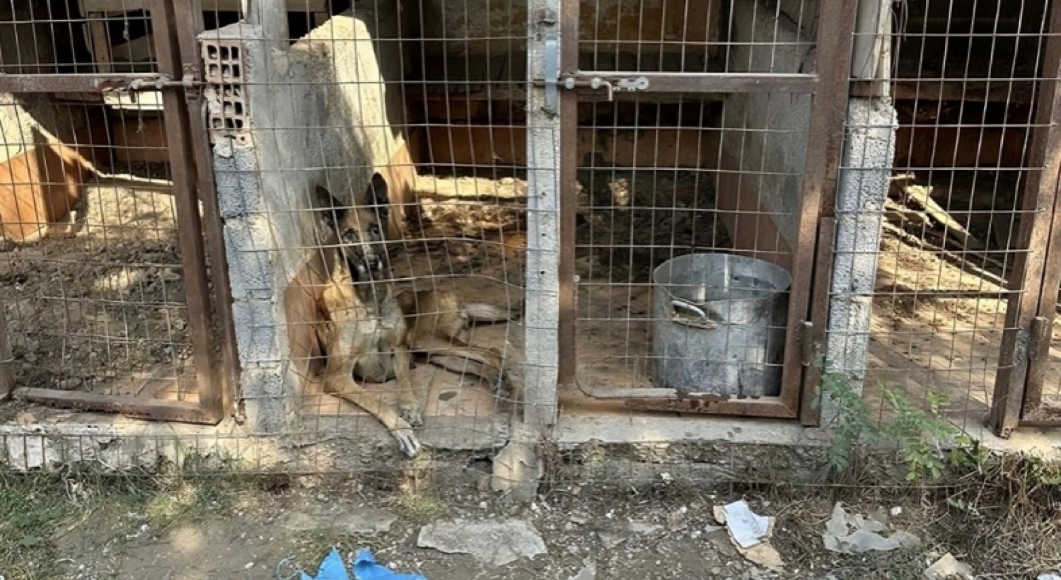 Aθώος, λόγω ψυχικής οδύνης, για το θάνατο της μητέρας του